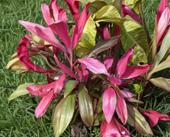 Hawaiian Ti Plant Cuttings – 8 Unrooted Cordyline fruticosa, 5-7 Inches for Propagation, Houseplants & Containers