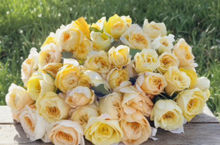 Unrooted Rose Cuttings - Moonlight Romantica, 6-Inch Stems, Ornamental Garden Rose, Rosa spp.