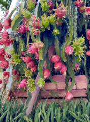 American Beauty Dragon Fruit Cuttings 2 Unrooted 8-10 Inch Red Flesh Variety Hylocereus spp.