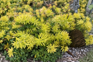 Sedum Angelina Live Cuttings - Succulent Ground Cover Stems for Propagation, Rock Garden, Border, Xeriscape, Sedum rupestre
