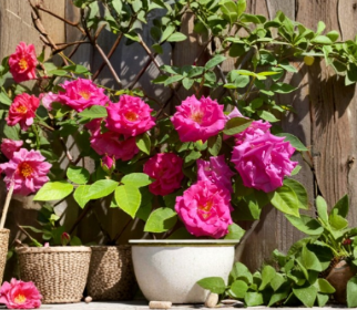 Zephirine Drouhin Thornless Rose Cuttings – 3 Unrooted Climbing Rose Stems, Pink Flowers, Rosa â€˜Zephirine Drouhinâ€™