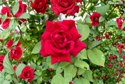 Velvet Red Rose Cuttings 5 Unrooted Stems for Grafting Deep Red Flowering Shrub Rosa spp.