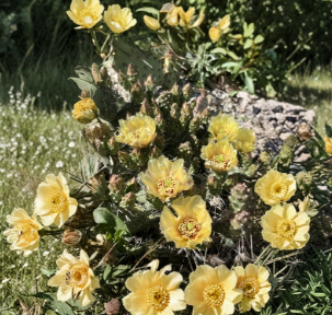 Brittle Prickly Pear Cactus Cutting | Opuntia fragilis | Cold Hardy, Unrooted Segment for Rock Gardens & Xeriscape