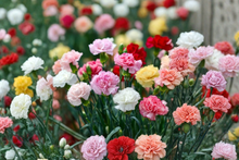 Chabaud Clove Carnation Seeds 100 Count Dianthus caryophyllus Fragrant Heirloom Flower for Garden and Cut Blooms