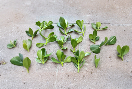 Jade Plant Succulent Cuttings 3-5 Inches Crassula ovata Live Plant for Propagation