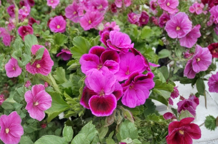 Martha Washington Geranium Cuttings 6 Pelargonium × domesticum Regal Flower Stems for Propagation