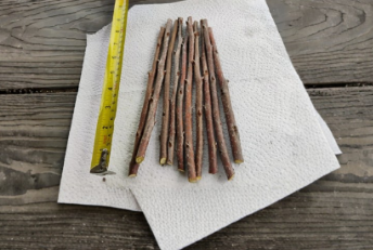 Unrooted Fuyu Persimmon Tree Cuttings Set of 10 for Grafting, 8-Inch Diospyros kaki â€˜Fuyuâ€™ Scion Wood