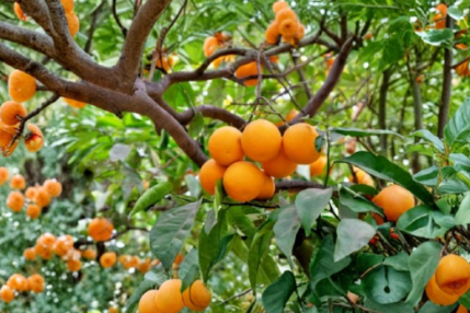 California Navel Orange Scions 5 Count Citrus sinensis Grafting Cuttings 6-8 Inches for Fruit Tree Propagation