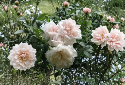 Climbing Rose Cuttings Set of 8 - Madame Alfred Carrière Live Unrooted Vines for Propagation, Garden, Trellises, Fences