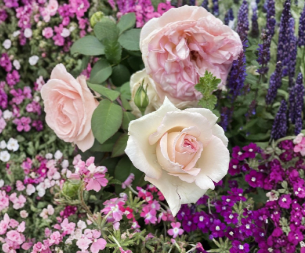 Pink Enchantment Rose Unrooted Cuttings – 3 Fresh 6-Inch Hybrid Tea Rose Stems for Propagation and Garden Growing