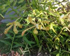 Scorpion Vanda Orchid Cutting | Arachnis Maggie 'Yellow Ribbon' | Live Rooted Orchid | 10-12 Inch Plant