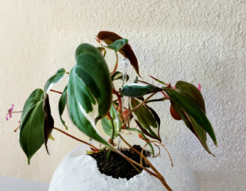 Rooted Philodendron Micans Halo Variegated Cutting - Live Aroid Houseplant, Trailing Vine, Bright Indirect Light