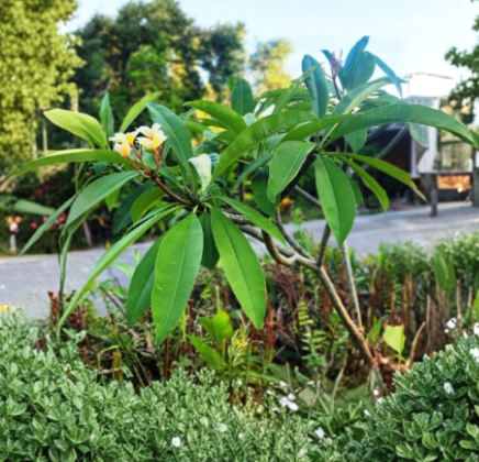 Aztec Gold Plumeria Cuttings – 8-10 Inch Tropical Fragrant Flowering Plant Plumeria rubra