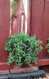 String of Bananas Succulent Cuttings Set of 6, Trailing Plant, Curio radicans, Unrooted Propagation Cuttings