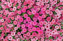 Luminosa Zinnia Seeds 100 Count Zinnia Elegans Bright Pink Heirloom Flower Garden and Bouquet Variety