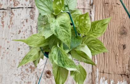 Snow Queen Pothos Cuttings 5 Pack Unrooted Variegated Indoor Houseplant Epipremnum aureum