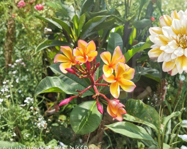 Golden Noi Plumeria Cutting - 3 Tip Tropical Frangipani Stem for Propagation, Plumeria rubra, Yellow Flowers