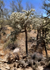 Cylindropuntia Fulgida Teddy Bear Cholla Cactus Live Propagation Segments Desert Plant Cuttings