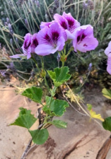 Lavender Purple Regal Geranium Cutting - Pelargonium hybrid, 6-inch Live Plant for Propagation, Ornamental Flowering Plant