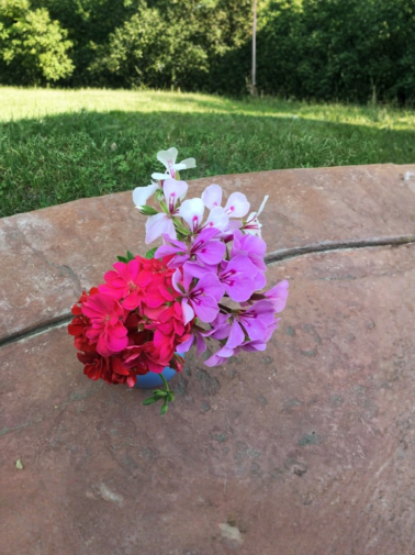 Ivy Geranium Cuttings 9 Pack in Four Colors Pelargonium peltatum Trailing Flowering Plant for Hanging Baskets