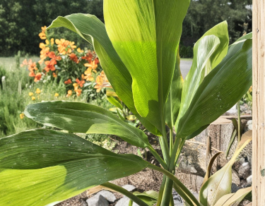 Hawaii Green Ti Plant Cuttings 6-7 Inch Live Propagation Stems Cordyline fruticosa Tropical Foliage