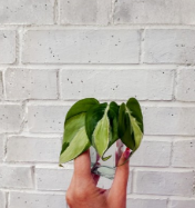Philodendron Cream Splash Cuttings - Variegated Heartleaf Philodendron, Unrooted Propagation Plant, Philodendron hederaceum