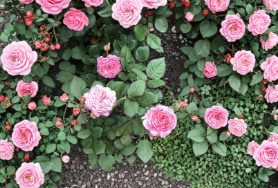 Queen of Elegance Rose Cuttings – 10 Inch Unrooted Garden Rose Stems for Propagation, Ornamental Flowering Shrub Rosa