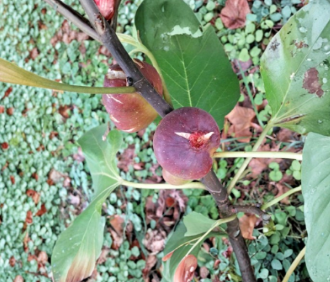 Black Marseilles Fig Cuttings – 6 Unrooted Hardwood Ficus carica Propagation Material