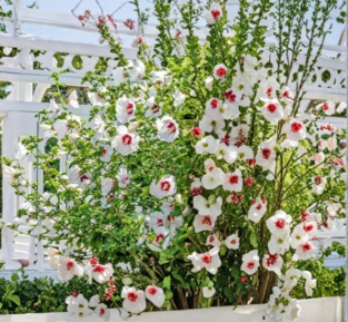 Rose of Sharon Red Heart Hibiscus Syriacus 10 Cuttings Seeds Hardy Flowering Shrub for Garden Hedge