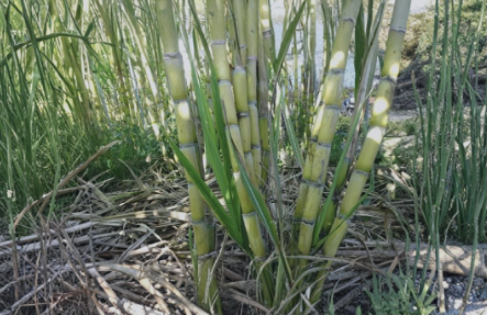 Rooted Sugarcane Plant Cuttings Set of 5 | Tropical Live Saccharum officinarum for Garden & Container