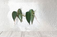 Philodendron Burle Marx Fantasy One Node Cutting - Tropical Aroid for Vivarium and Terrarium