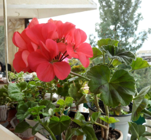 Zonal Geranium Cuttings 5 Inch Pelargonium × hortorum Flowering Plant Unrooted Clippings