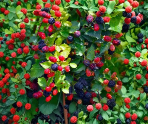 Blackberry Starter Plug - Thornless 'Apache' Rubus Cultivar for Garden & Container Growing
