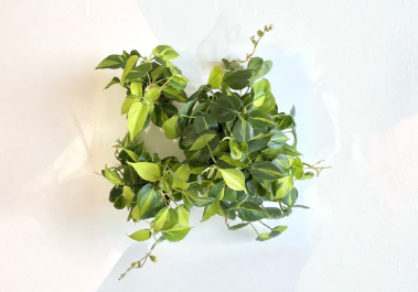 Philodendron Brasil Cuttings – Unrooted Propagation Plant, Trailing Houseplant, Green & Yellow Variegation, Philodendron hederaceum 'Brasil'