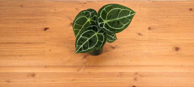 Anthurium forgetii White Stripe Live Plant in 4 Inch Pot, Tropical Indoor Houseplant with White Veined Foliage
