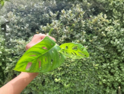 Rooted Monstera deliciosa Cutting - Swiss Cheese Plant Indoor Houseplant, Tropical Green Foliage, Live Climber