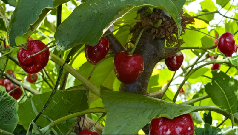 3 Stella Cherry Scion Cuttings for Grafting Prunus Avium Wood