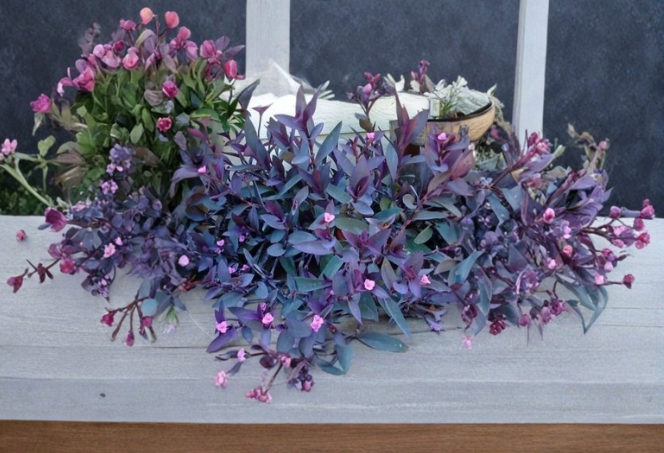 Purple Heart Tradescantia Cuttings 5 Pack – Unrooted 6-Inch Deep Purple Trailing Indoor Outdoor Plant
