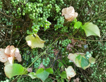 Cold Hardy Grape Plant Clones – Perennial Fruit Vine for Zones 3-5, Climbing Vine, Vitis spp.