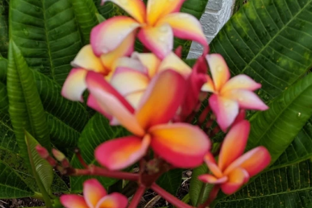 Unrooted Plumeria Cutting - 12 Inch Frangipani Stem for Propagation, Tropical Plant, Plumeria spp.