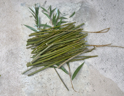 Hybrid Willow Tree Cuttings Fast Growing Salix matsudana x alba Hardwood Cuttings