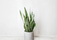 2 Snake Plant Clippings Sansevieria Trifasciata Leaf Cuttings for Propagation Indoor Houseplant