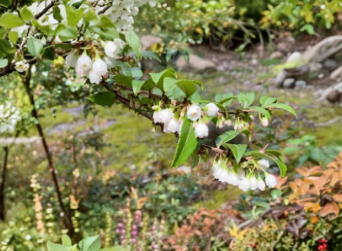 Evergreen Huckleberry Cuttings – 6 Live Hardwood Propagation Cuttings Vaccinium ovatum Native Shrub