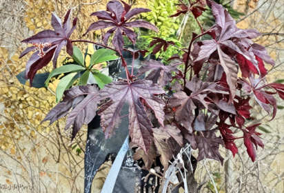 Cranberry Hibiscus Live Plant Cuttings, Hibiscus acetosella, Roselle Leaf, Ornamental Foliage, Culinary Herb, Garden, Container