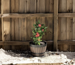 Red Crown of Thorns Cutting 4-5 Inches Euphorbia milii Succulent Stem for Propagation, Bright Red Bracts, Unrooted Plant