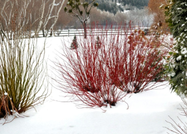 Red Twig Dogwood Cuttings Set of 40 – Cornus amomum Propagation Unrooted Live Shrubs