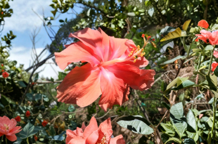 Organic Double Hibiscus Cuttings - Unrooted Flower Propagation in Salmon, Pink, Orange, Yellow, Red Hibiscus rosa-sinensis