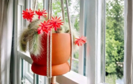 Monkey Tail Cactus Cutting 8-Inch Trailing Succulent Stem Cleistocactus colademononis for Hanging Baskets