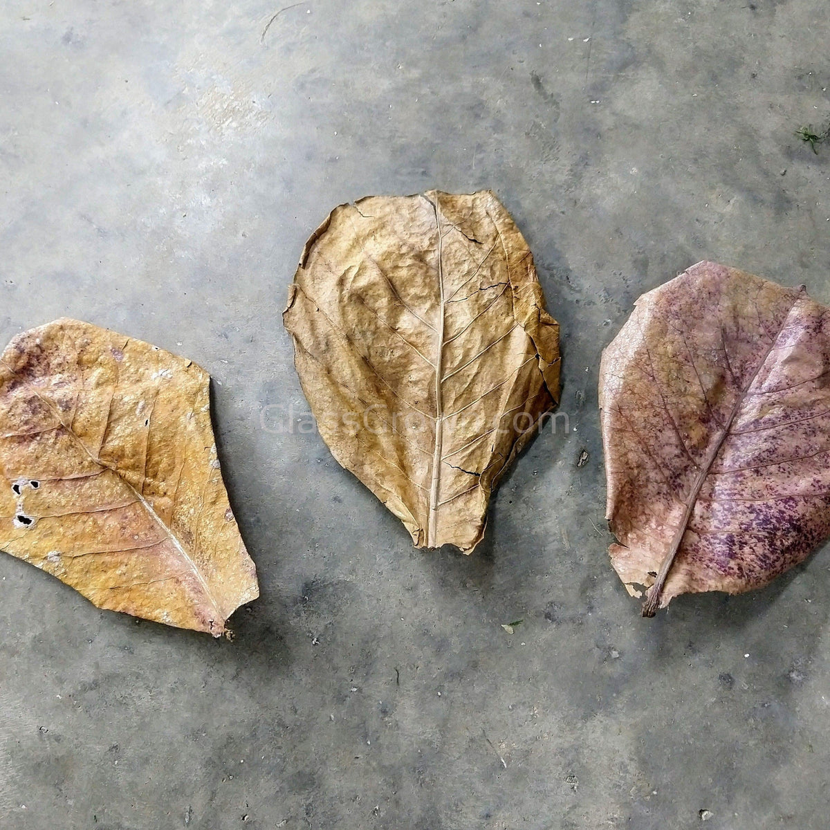 Catappa Indian Almond Leaves