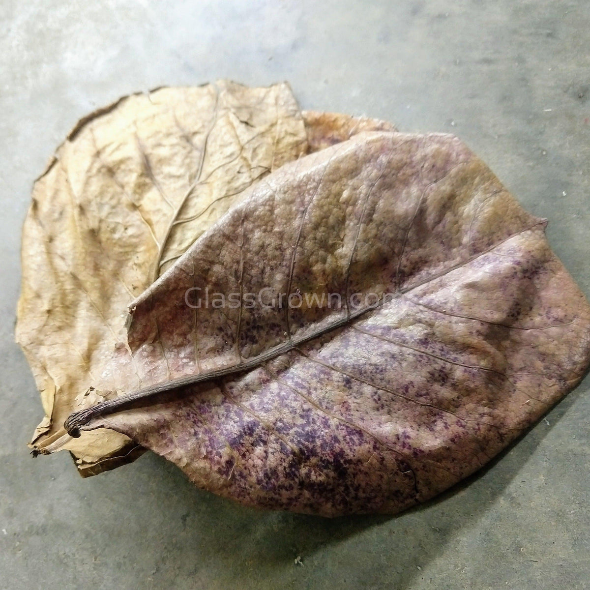 Catappa Indian Almond Leaves